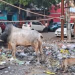 दो सांडो की भिडंत में महिला हुई जख्मी..