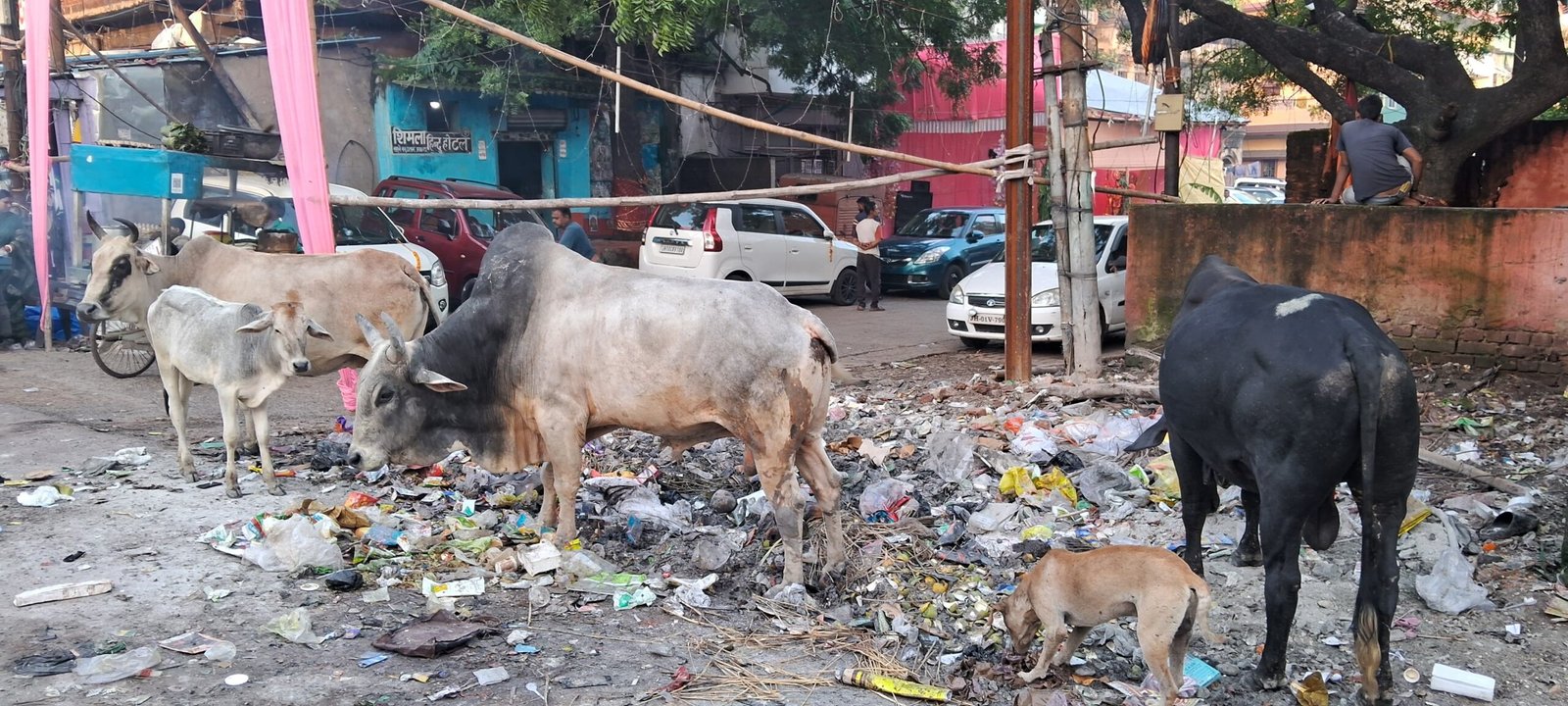 दो सांडो की भिडंत में महिला हुई जख्मी..