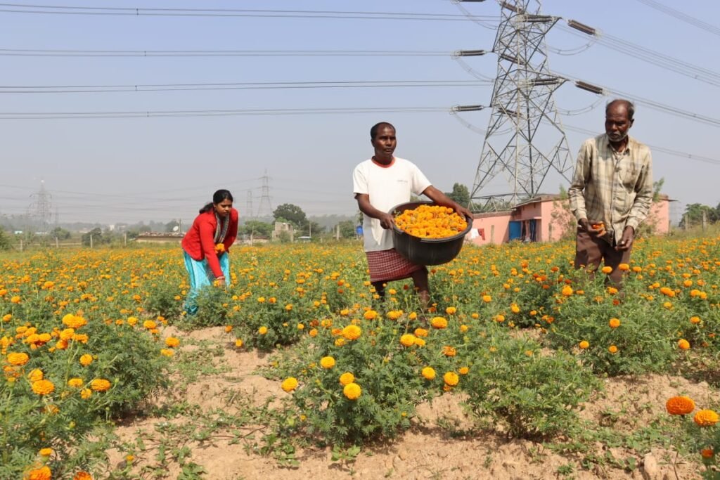 उषा मार्टिन की पहल: सतत कृषि पद्धति से सशक्तीकरण यात्रा…फूल से अजय को लाखों की आमदनी