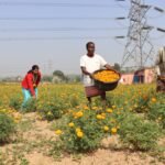 उषा मार्टिन की पहल: सतत कृषि पद्धति से सशक्तीकरण यात्रा…फूल से अजय को लाखों की आमदनी