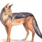 सियार के काटने से एक की मौत…