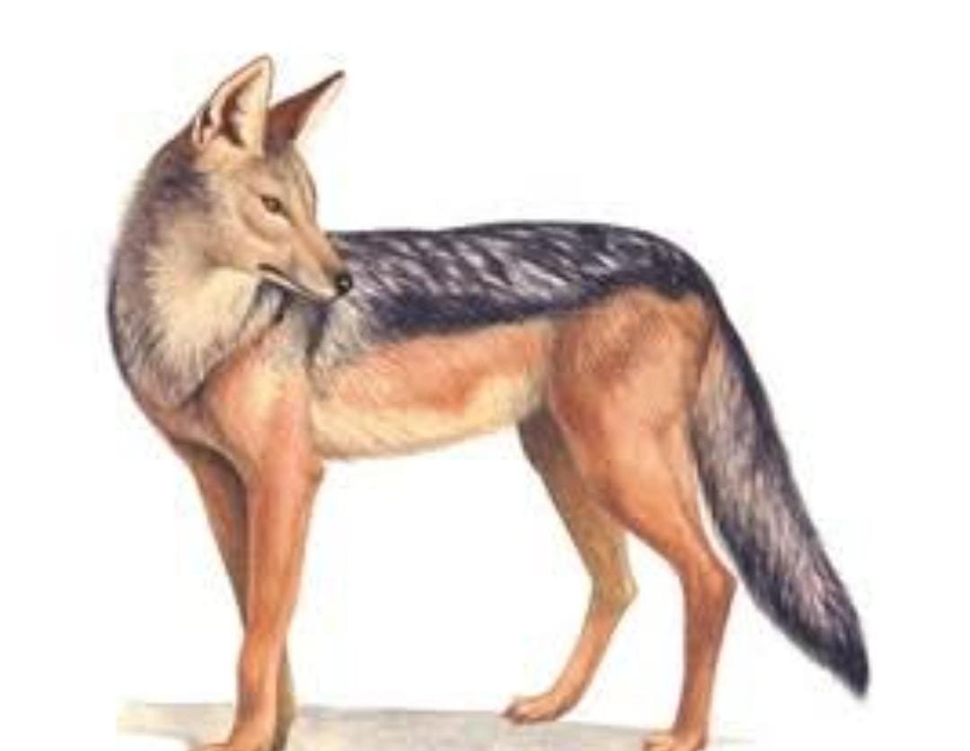 सियार के काटने से एक की मौत…