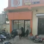 बैंक ऑफ़ बरोदा के एटीएम के पास दो बैलों की लड़ाई में हुई बड़ी नुकसान…