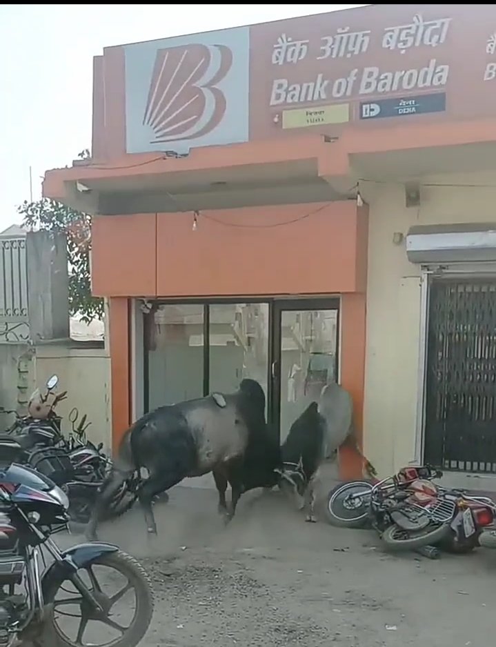 बैंक ऑफ़ बरोदा के एटीएम के पास दो बैलों की लड़ाई में हुई बड़ी नुकसान…