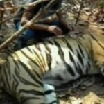 पिंजरे में डालते ही नींद से जागी बाघिन, डर से चिल्लाए लोग- अरे उठी गेलो…