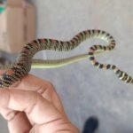 नामकुम स्थित RCH कार्यालय में मिला तक्षक नाग, झारखंड में पहली बार किया गया रेस्क्यू…