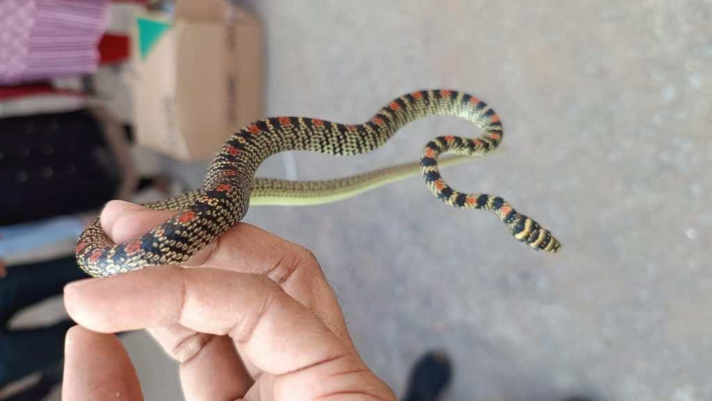 नामकुम स्थित RCH कार्यालय में मिला तक्षक नाग, झारखंड में पहली बार किया गया रेस्क्यू…