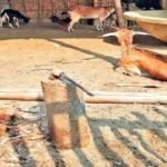 टूटे पाइप, खराब मोटर, लापता नल के जरिए पहुंच रहा हर घर जल…