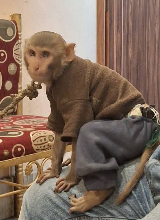 रहनुमा की तलाश मे भटक रहा था एक पालतू बंदर पत्रकारों ने वन विभाग को शौंपा…