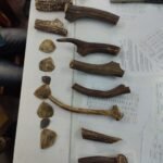 वन विभाग का छापा सात पेंगोलीन स्केल और 11 हिरन के सिंह के साथ दो गिरफ्तार…