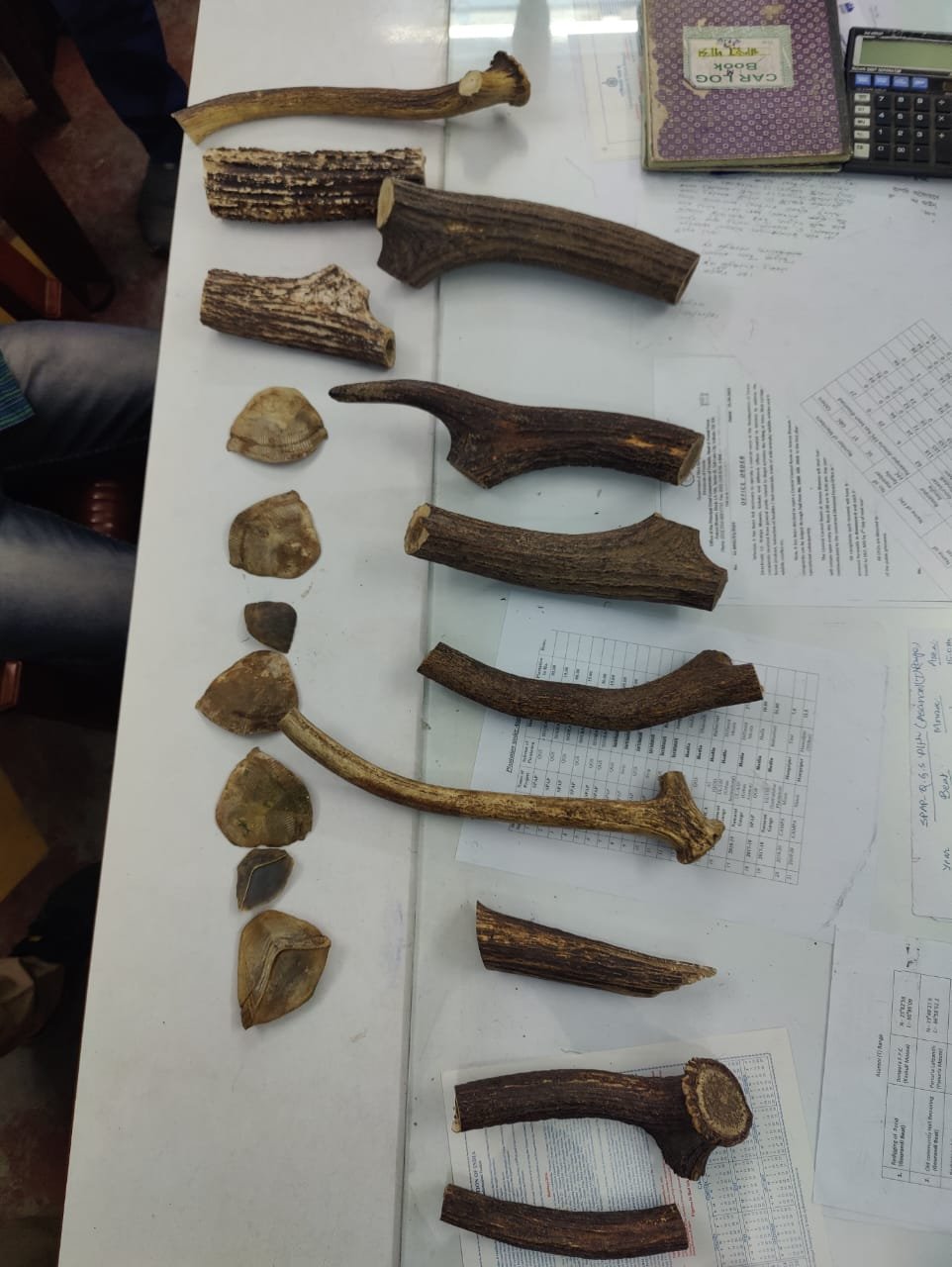 वन विभाग का छापा सात पेंगोलीन स्केल और 11 हिरन के सिंह के साथ दो गिरफ्तार…