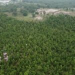 बोकारो में 100 एकड़ वन भूमि की खरीद-बिक्री की जांच करेगी CID, भूमाफियाओं ने ऐसे किया था फर्जीवाड़ा…