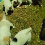 मानवता हुई शर्मसार आसनसोल के एक व्यक्ति ने चार स्ट्रीट डॉग के 18 दूधमुहे बच्चों को बोरे मे भरकर फेंका, एफआईआर…