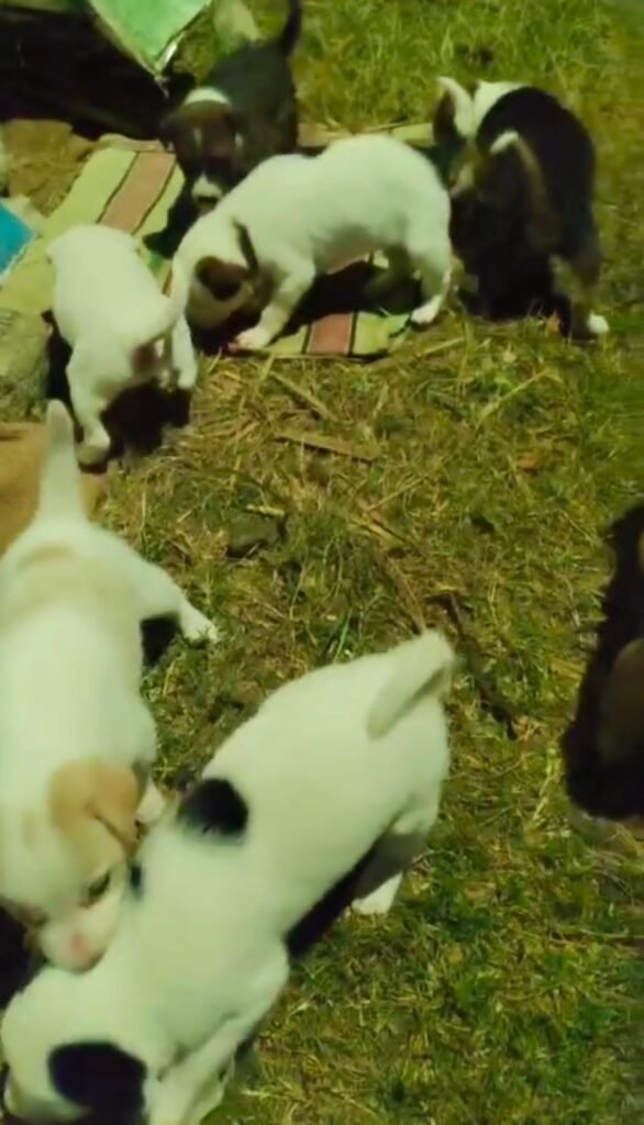 मानवता हुई शर्मसार आसनसोल के एक व्यक्ति ने चार स्ट्रीट डॉग के 18 दूधमुहे बच्चों को बोरे मे भरकर फेंका, एफआईआर…