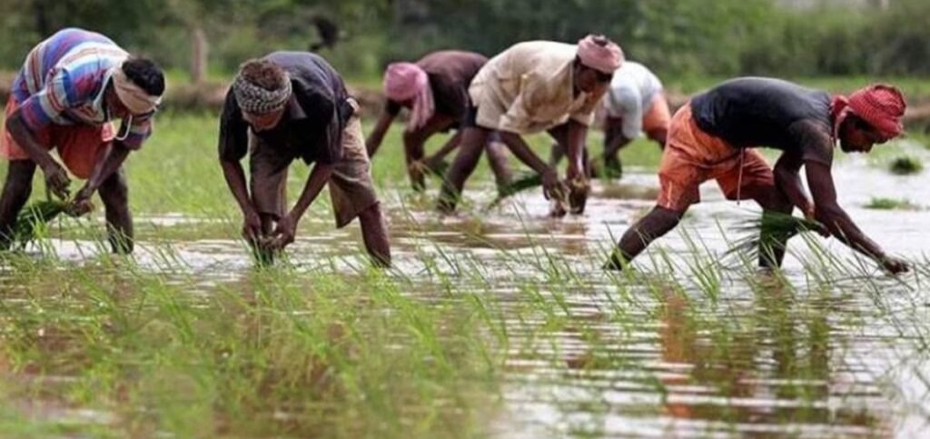 लाखों लाडली बहनों की तरह इन किसानों को भी नहीं मिलेगा किसान सम्मान योजना का पैसा, जान लें वजह