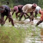 लाखों लाडली बहनों की तरह इन किसानों को भी नहीं मिलेगा किसान सम्मान योजना का पैसा, जान लें वजह
