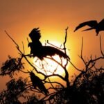 नए साल के पहले दिन ठंड से ठिठुर रहा झारखंड, 5 जनवरी से फिर बदलेगा मौसम…