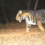 रांची-टाटा NH-33 पर बाघ देखे जाने की खबर से चांडिल और चौका में दहशत, WII की टीम पहुंची…..