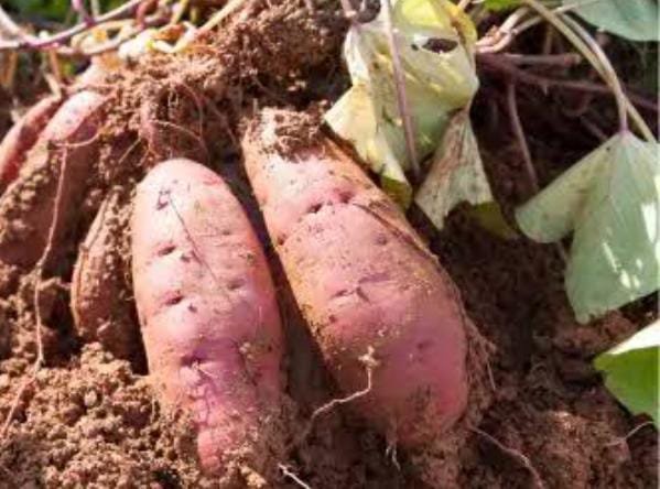 कई बीमारियों के खतरे को कम करता सर्दियों में मिलनेवाला शकरकंद, फायदे जानने के बाद आप भी हर रोज करेंगे सेवन…