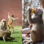 छत पर पढ़ रही छात्रा को बंदर ने ऐसा धकेला कि मौत के मुंह में चली गई, जानिए दर्दनाक कहानी…