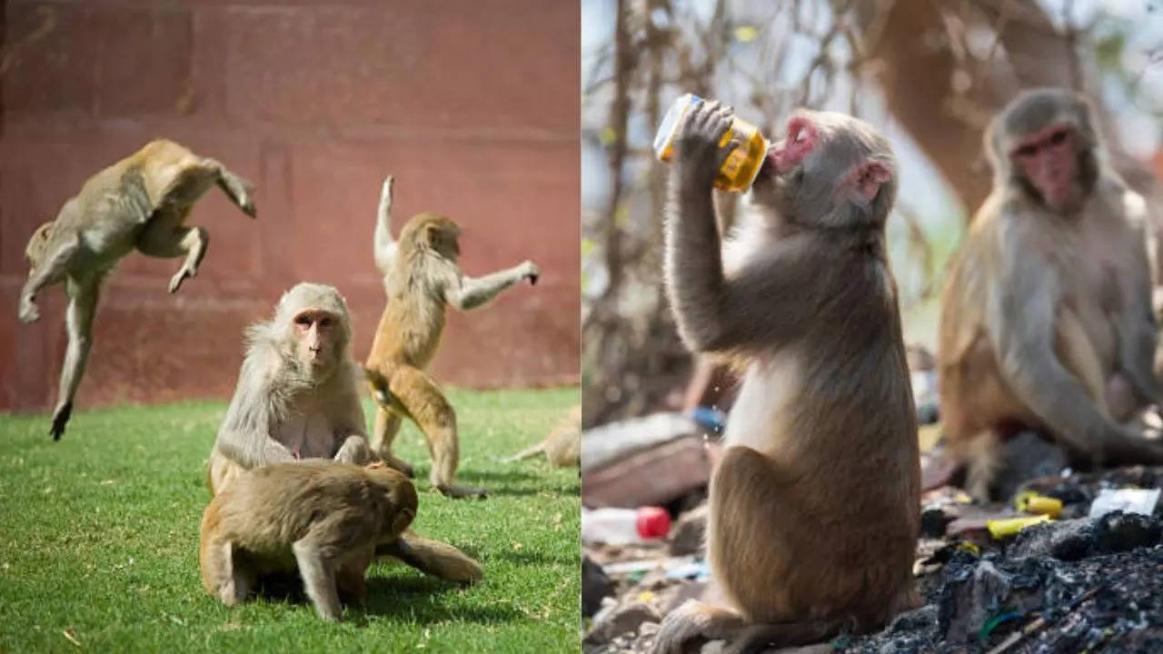 छत पर पढ़ रही छात्रा को बंदर ने ऐसा धकेला कि मौत के मुंह में चली गई, जानिए दर्दनाक कहानी…