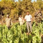 अफीम की खेती पर पुलिस की बड़ी कार्रवाई, 70 एकड़ में लगे पोस्ता की फसल को किया नष्ट…