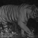 जमशेदपुर:दलमा के जगलों में पहुंचा पलामू रिजर्व का बाघ, वन विभाग के ट्रैप कमरे में तस्वीर हुई कैद…