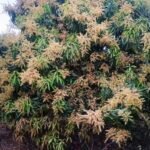 आम के मंजर देख खिले किसानों के चेहरे, 650 मीट्रिक टन आम के उत्पादन का अनुमान…