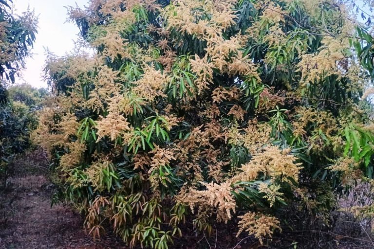 आम के मंजर देख खिले किसानों के चेहरे, 650 मीट्रिक टन आम के उत्पादन का अनुमान…