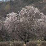 जम्मू-कश्मीर : बादाम के फूलों से गुलजार बादामवारी गार्डन पर्यटकों के लिए बना आकर्षण का केंद्र1433…