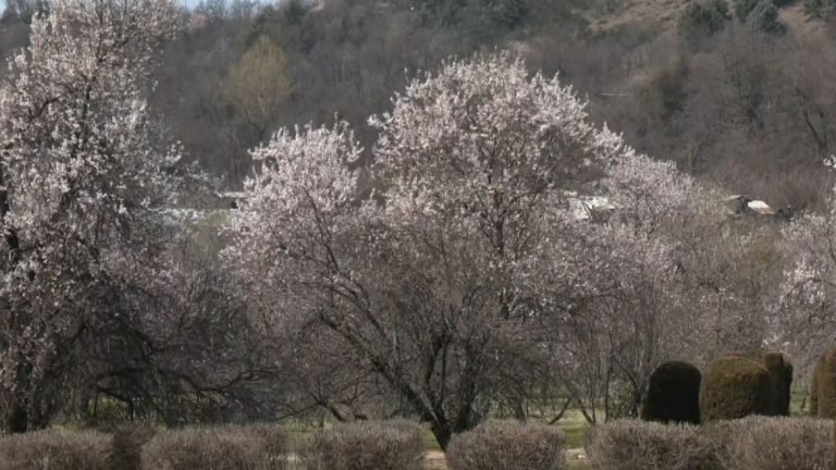 जम्मू-कश्मीर : बादाम के फूलों से गुलजार बादामवारी गार्डन पर्यटकों के लिए बना आकर्षण का केंद्र1433…