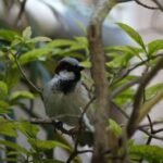 विश्व गौरैया दिवस 2025 : छोटे पंखों वाले मित्रों को बचाने की याद दिलाने का दिन…