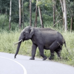 गुमला और सिमडेगा में हाथी ने 12 घंटे में चार लोगों को कुचल कर मारा…