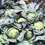 आसनसोल लोकला मंडी मे अचानक से गिरा बंदा गोभी और टमाटर का भाव तीन रुपए टमाटर तो दो रुपए मे बिक रहा बंदा गोभी… किसान परेशान…