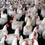 बोकारो में बर्ड फ्लू की पुष्टि : संक्रमित क्षेत्र से 10 किमी के दायरे में अंडे-मुर्गी की बिक्री बंद, रेपिड रिस्पांस टीम का गठन…