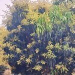 बढ़ते तापमान का कहर : आम, लीची और रबी फसल का उत्पादन होगा प्रभावित…