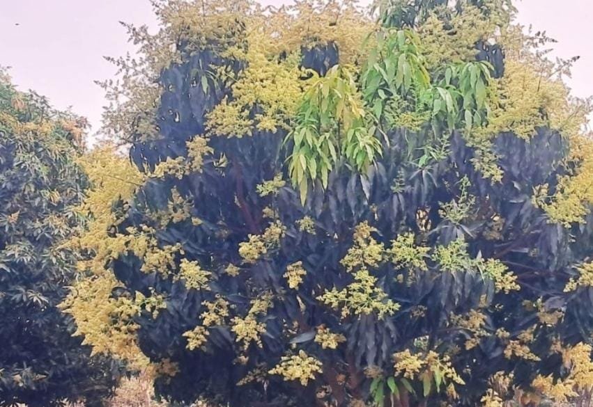 बढ़ते तापमान का कहर : आम, लीची और रबी फसल का उत्पादन होगा प्रभावित…