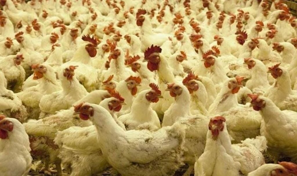 बंगाल में बढ़ा बर्ड फ्लू का खतरा, सख्त प्रोटोकॉल लागू, झारखंड से मुर्गे मंगाने पर प्रतिबंध…