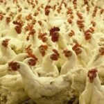 बंगाल में बढ़ा बर्ड फ्लू का खतरा, सख्त प्रोटोकॉल लागू, झारखंड से मुर्गे मंगाने पर प्रतिबंध…