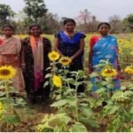 अनपढ़ महिलाओं ने रचा इतिहास, मेहनत और संघर्ष के बल पर की 3 एकड़ में सूरजमुखी की खेती…