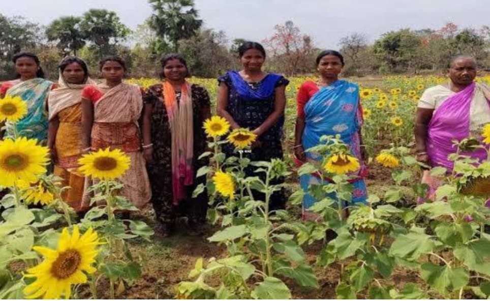 अनपढ़ महिलाओं ने रचा इतिहास, मेहनत और संघर्ष के बल पर की 3 एकड़ में सूरजमुखी की खेती…