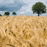 गेहूं की कम पैदावार और अधिक कीमत से किसानों को राहत! सरकारी खरीद केंद्र सूने, खुले बाजार में ही दाम आसमान पर…