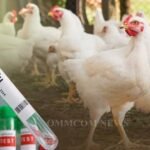 Bokaro News : बोकारो में बर्ड फ्लू की पुष्टि, मुर्गा बिक्री पर लगी रोक…