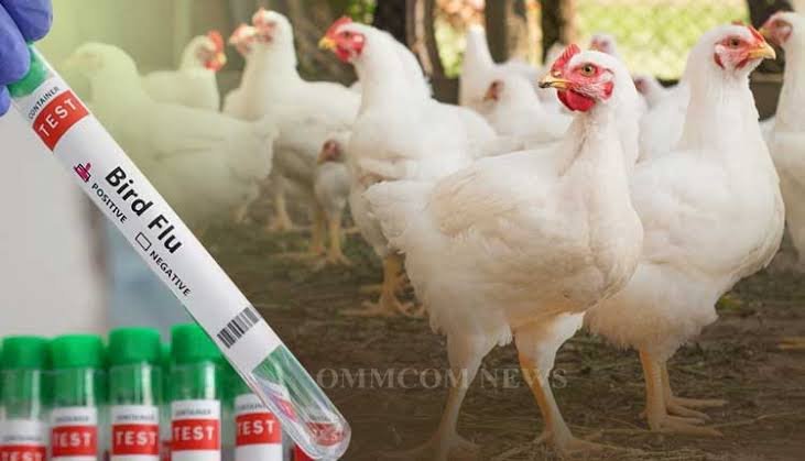 Bokaro News : बोकारो में बर्ड फ्लू की पुष्टि, मुर्गा बिक्री पर लगी रोक…