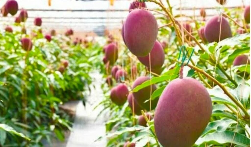 सुबह-सुबह खाइए यह मीठा-मीठा ताजा आम, मगर कीमत भी जान लीजिए, ₹21,000 में मिलेगा एक…