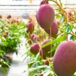 सुबह-सुबह खाइए यह मीठा-मीठा ताजा आम, मगर कीमत भी जान लीजिए, ₹21,000 में मिलेगा एक…