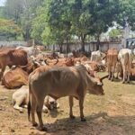 Seraikela News : कुचाई के रास्ते बंगाल ले जा रहे 280 मवेशी बरामद, तस्करों में हड़कंप…