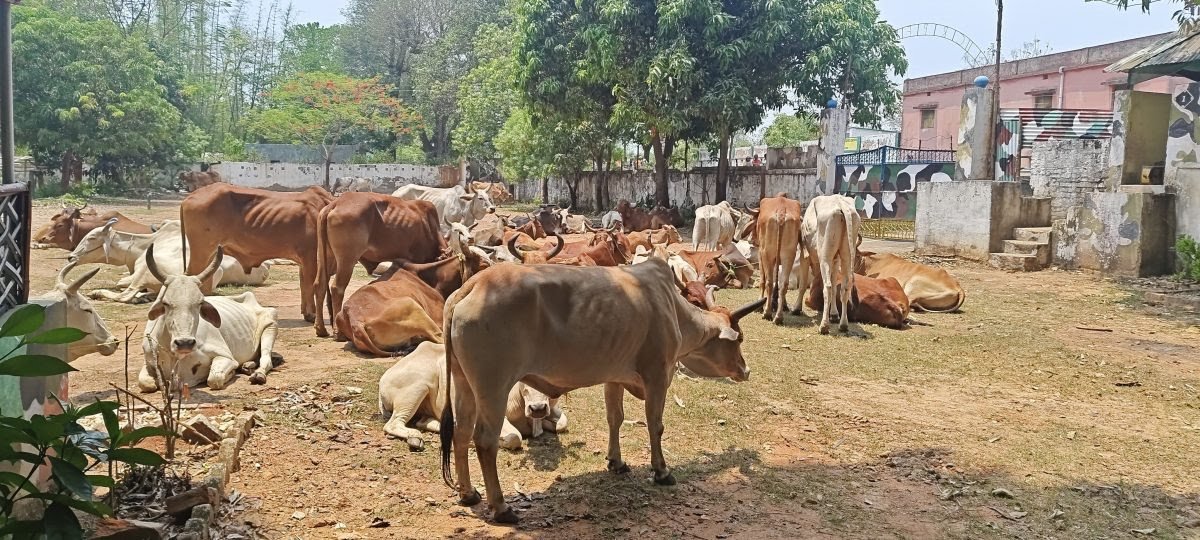 Seraikela News : कुचाई के रास्ते बंगाल ले जा रहे 280 मवेशी बरामद, तस्करों में हड़कंप…