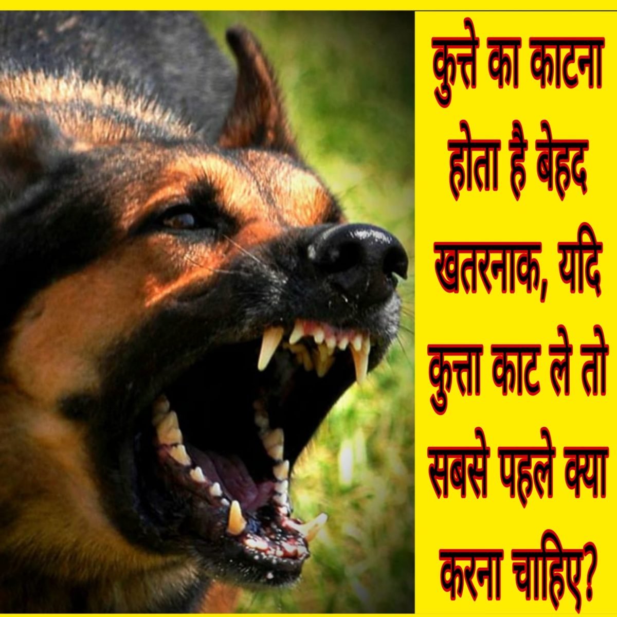 कुत्ते का काटना होता है बेहद खतरनाक, यदि कुत्ता काट ले तो सबसे पहले क्या करना चाहिए?..