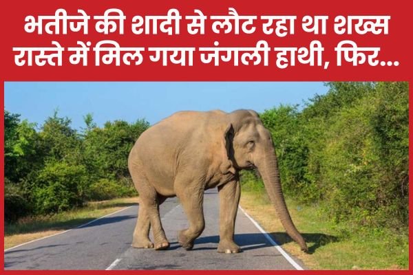 भतीजे की शादी से लौट रहा था शख्स, रास्ते में मिल गया जंगली हाथी, फिर…